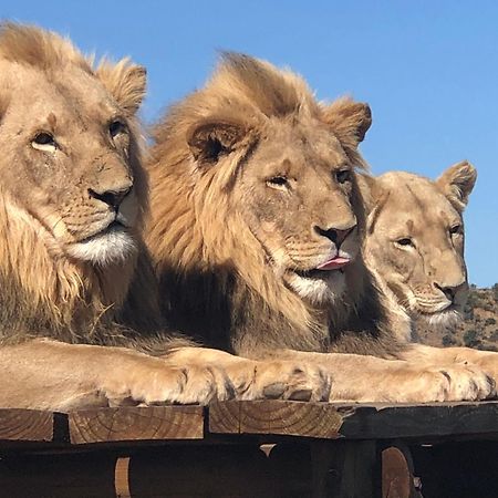 Weltevreden Game Lodge Bloemfontein Exteriér fotografie