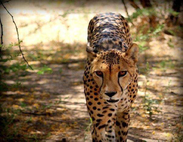 Weltevreden Game Lodge Bloemfontein Exteriér fotografie