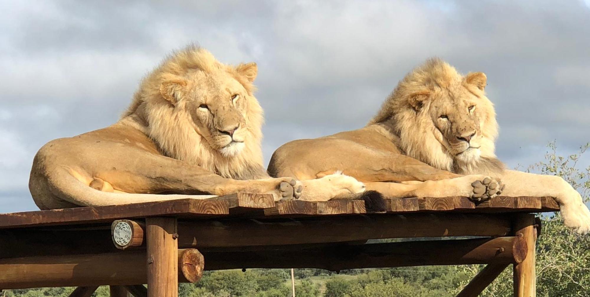 Weltevreden Game Lodge Bloemfontein Exteriér fotografie